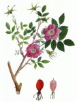 Шиповник коричный (майский) - Rosa cinnamomea